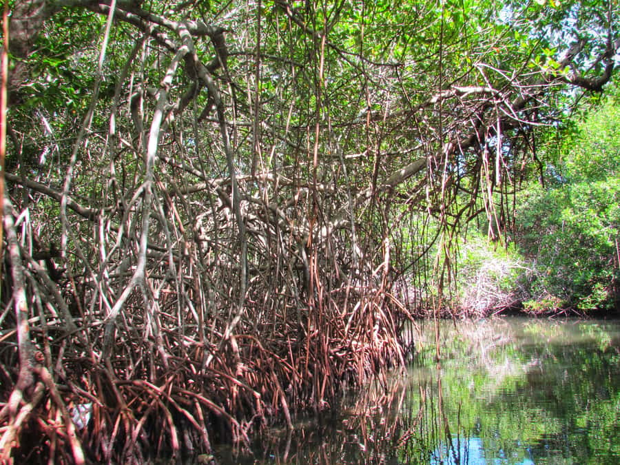 Cartagena: Rosario Island and Mangroves Private Day Trip - Lunch with fresh Caribbean cooking