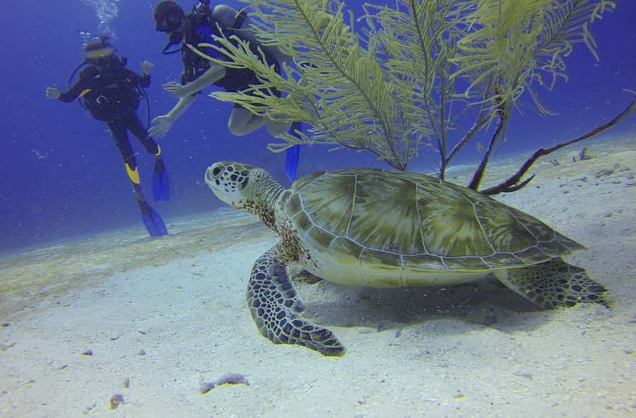Cartagena: Scuba Diving Day Trip at Playa Blanca with Lunch - Thirty minutes of theory and equipment setup