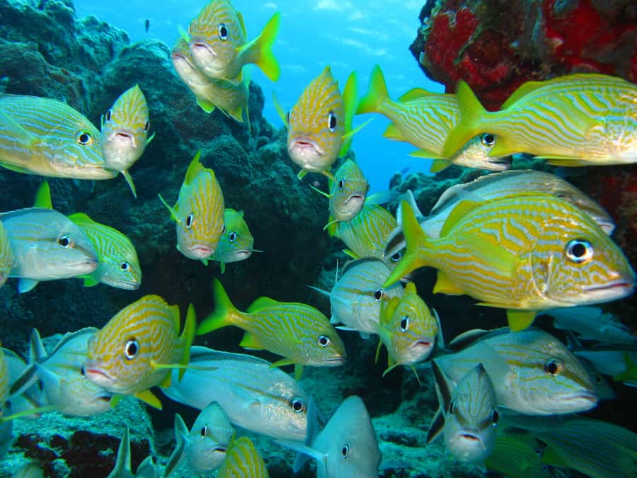 Cartagena: Scuba Diving Day Trip at Playa Blanca with Lunch - What the underwater hour really means