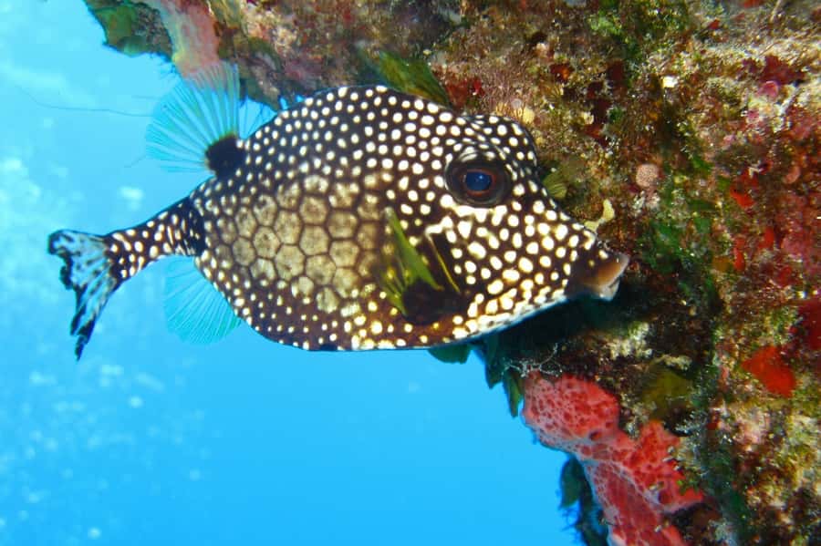 Cartagena: Scuba Diving Day Trip at Playa Blanca with Lunch - Lunch at noon, with three main choices