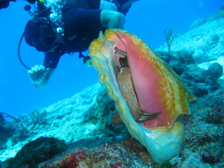 Cartagena: Scuba Diving Day Trip at Playa Blanca with Lunch - The return trip and afternoon traffic