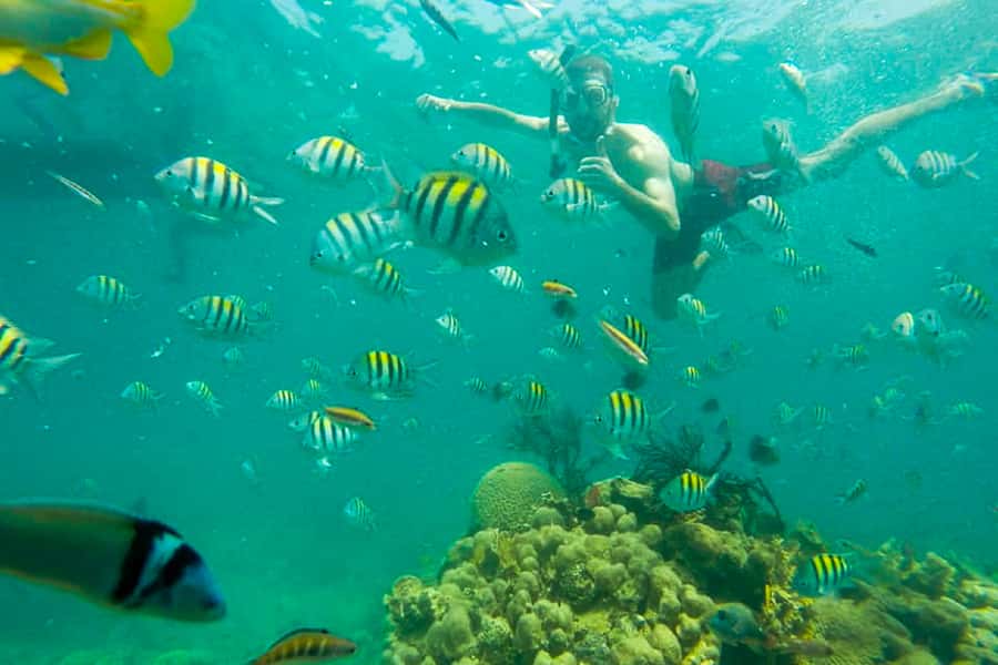 Cartagena: Snorkel, Mangroves and Playa Blanca Tour - What to expect while snorkeling