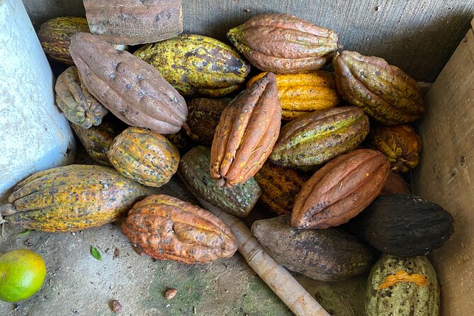 Chocolate tour near Medellin - Meeting Sandra and the family farm