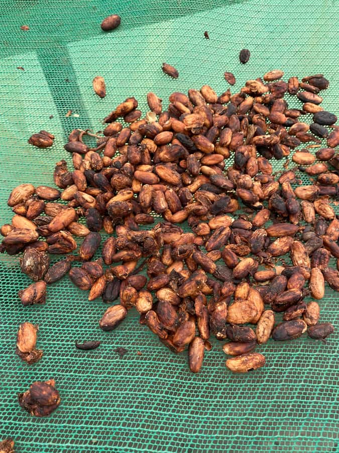 Chocolate tour near the Medellín - Meeting the farmers and seeing rural Antioquia