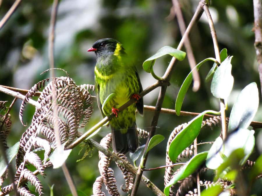 Cocora Valley: Route of the Hummingbirds + breakfast & lunch - Key points to know before you book