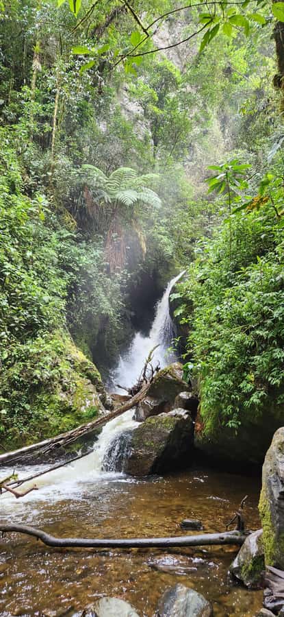 Cocora Valley: Route of the Hummingbirds + breakfast & lunch - Why this Cocora hike feels different