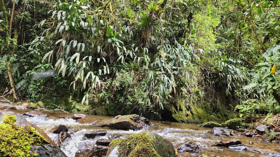 Cocora Valley: Route of the Hummingbirds + breakfast & lunch - Climbing toward Morrogacho