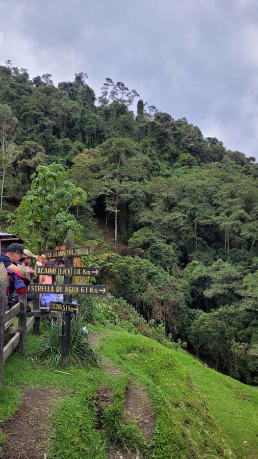 Cocora Valley: Route of the Hummingbirds + breakfast & lunch - The 4.5-kilometer descent through the palms