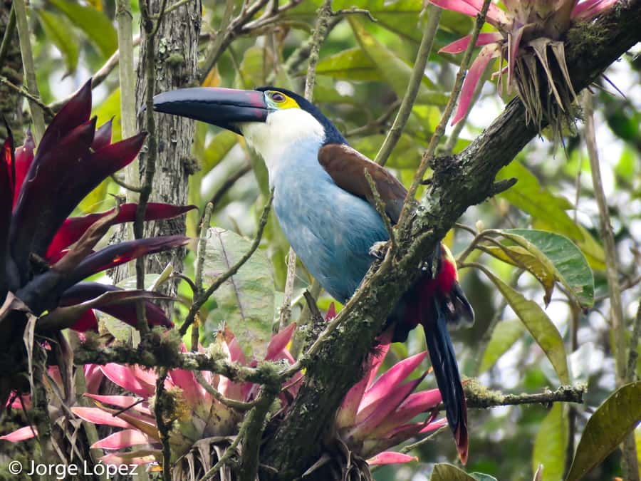 Cocora Valley: Route of the Hummingbirds + breakfast & lunch - Breakfast in Salento and a quick birding lesson
