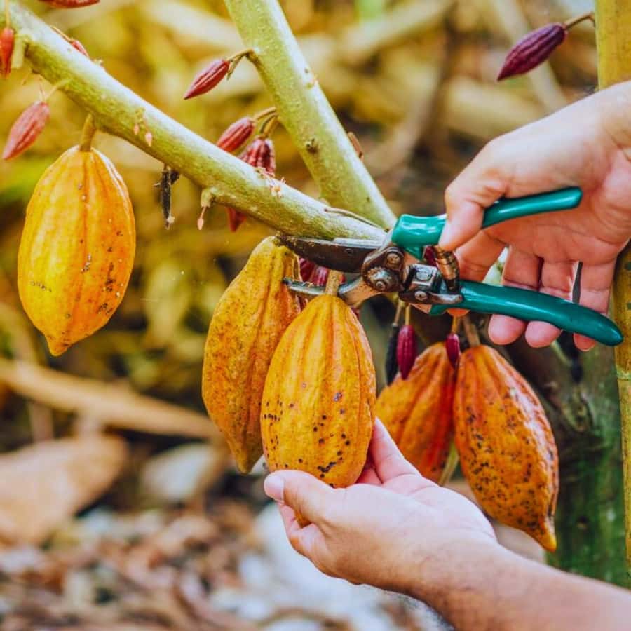 Coffee, Cocoa and Trekking Tour in Minca: Nature, Crops and Production - Walking toward Puente de Minca