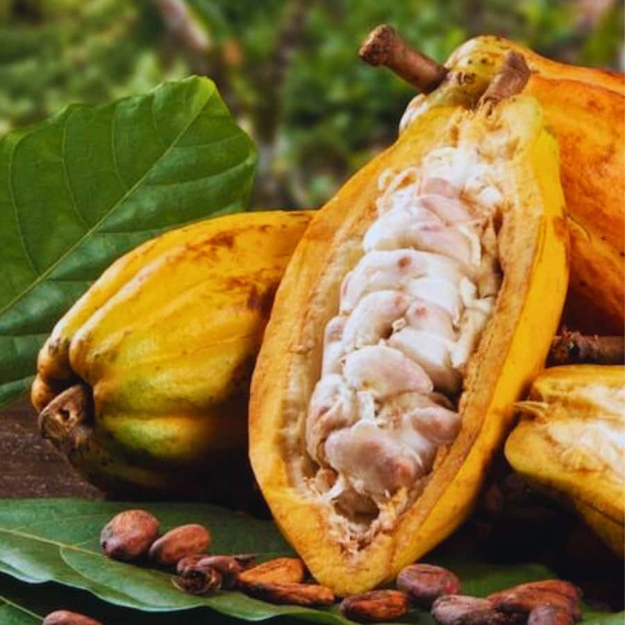Coffee, Cocoa and Trekking Tour in Minca: Nature, Crops and Production - A waterfall stop and natural water
