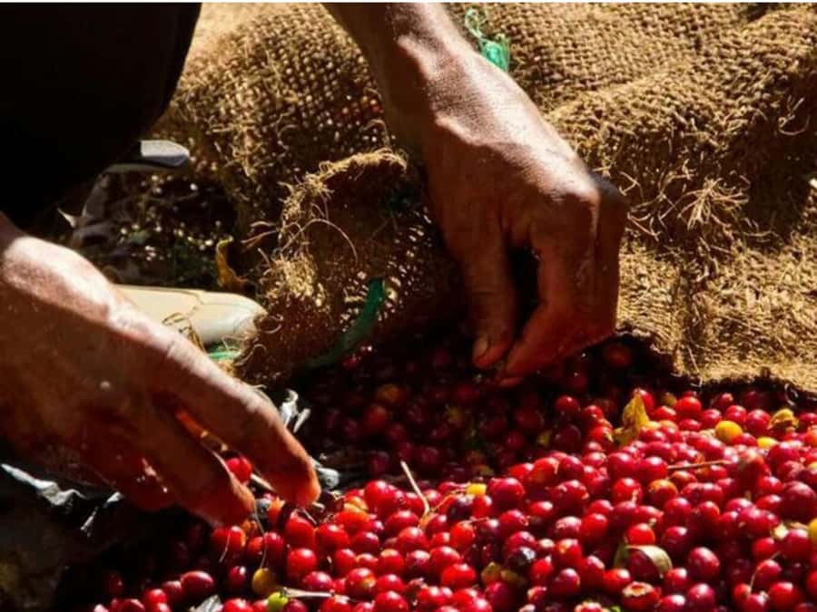 Coffee, Cocoa and Trekking Tour in Minca: Nature, Crops and Production - How sustainable farming fits the story