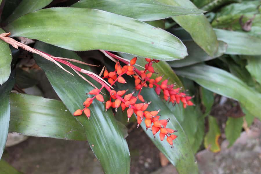 Coffee Experience: Hacienda Coloma Tour from Bogotá - Key points at a glance