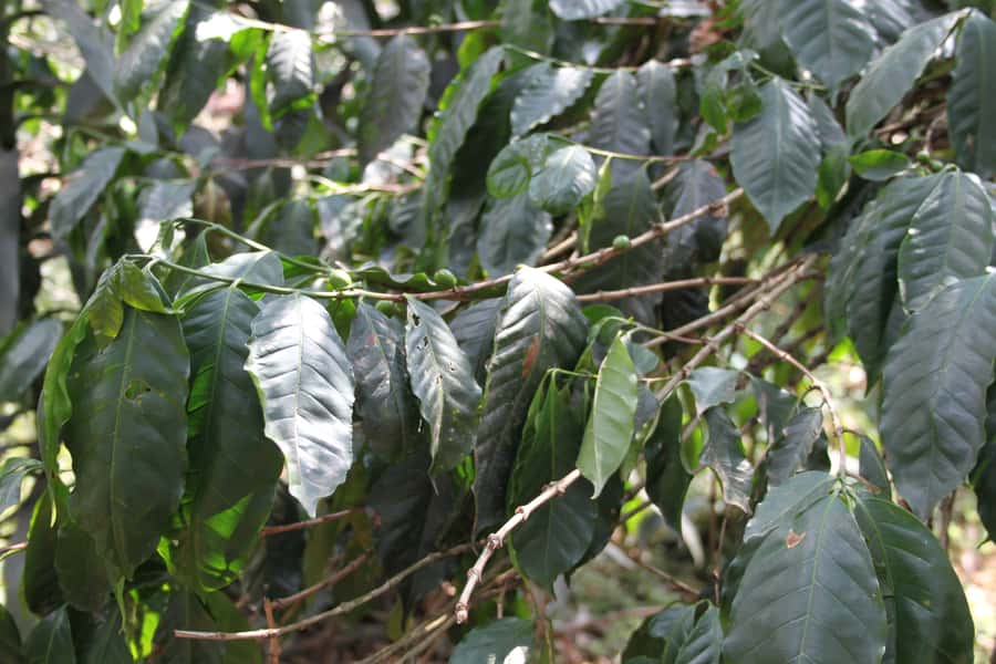 Coffee Experience: Hacienda Coloma Tour from Bogotá - Sibaté lunch and a slower return