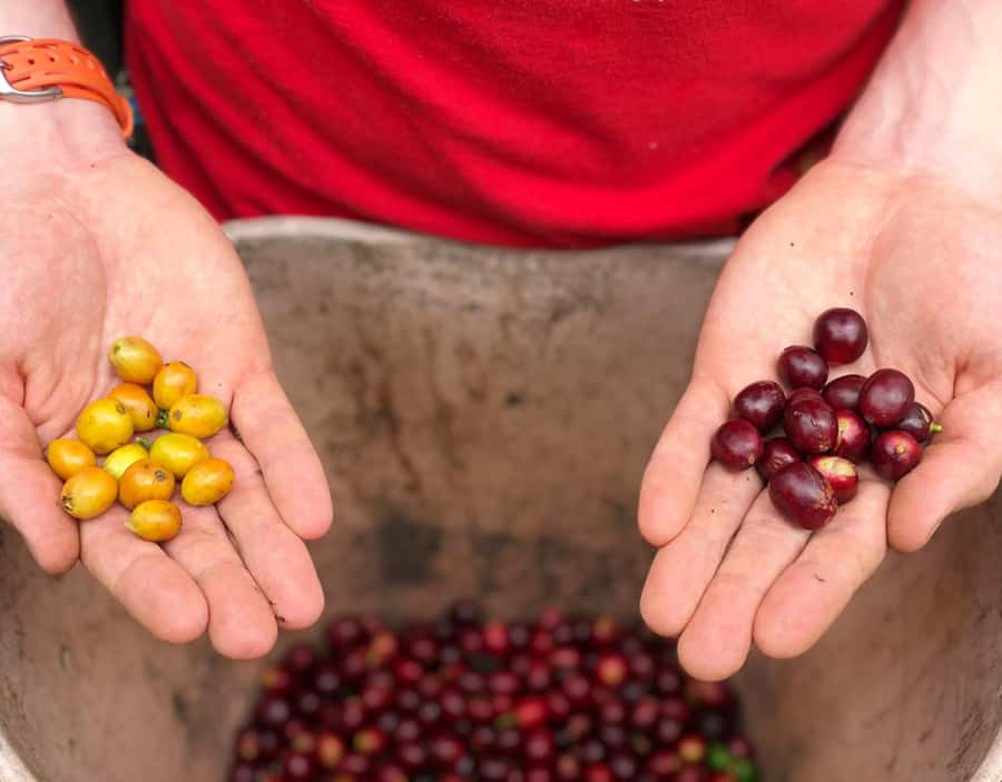 Coffee Farm and Salento Walking Tour - From coffee seedling to morning cup