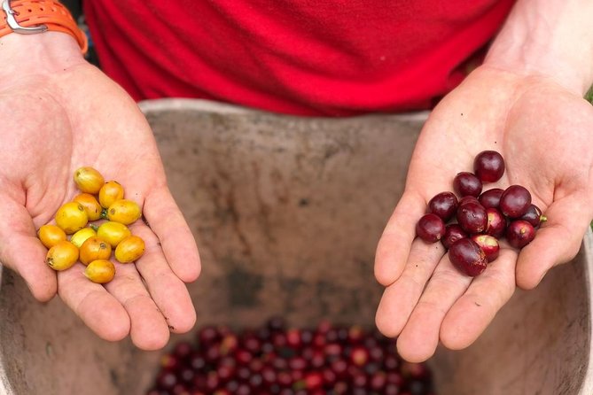 Coffee Farm and Salento Walking Tour - What the coffee lesson gets right