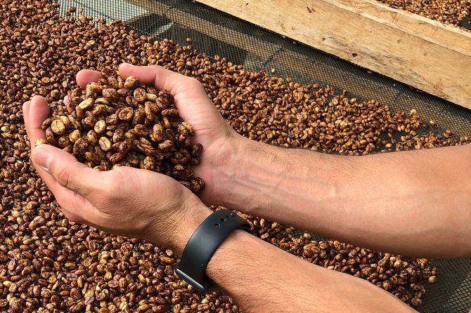 Coffee Farm and Salento Walking Tour - What the $88 price really covers
