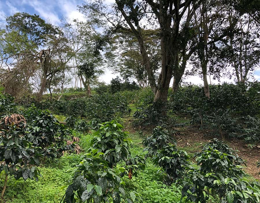 Coffee Farm and Salento Walking Tour - Tips for getting the most from the farm