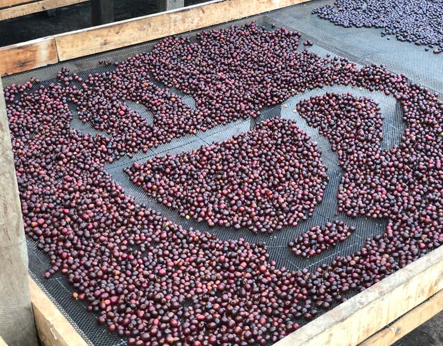 Coffee Farm and Salento Walking Tour - Cancellation and planning details