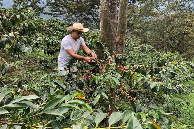 Coffee Farm and Salento Walking Tour - Picking cherries and planting seedlings