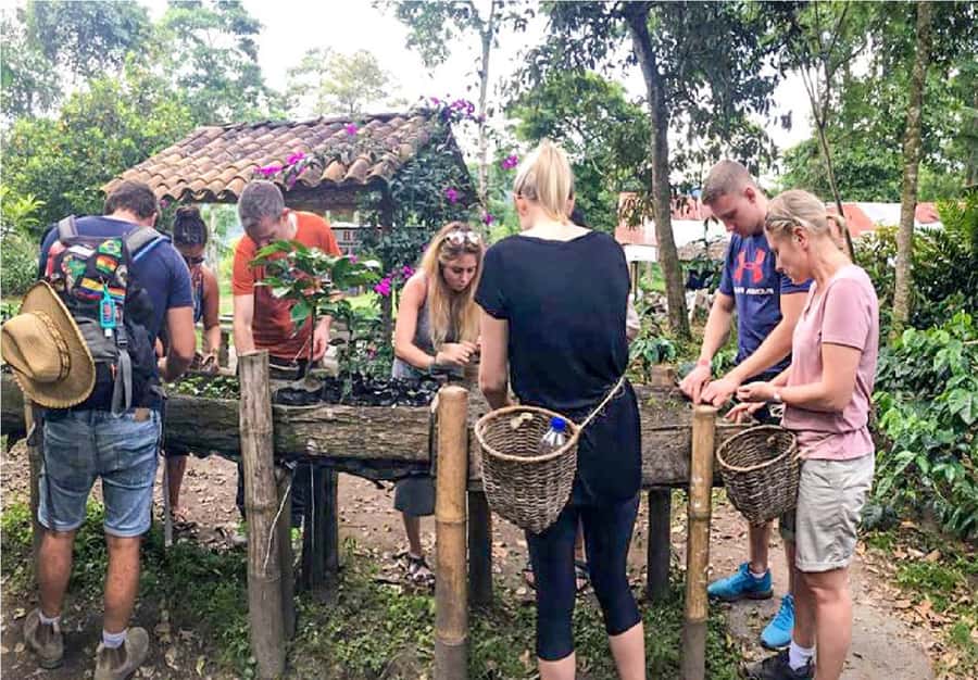 Coffee Farm Tour at Finca El Ocaso from Salento - Walking through the plantation