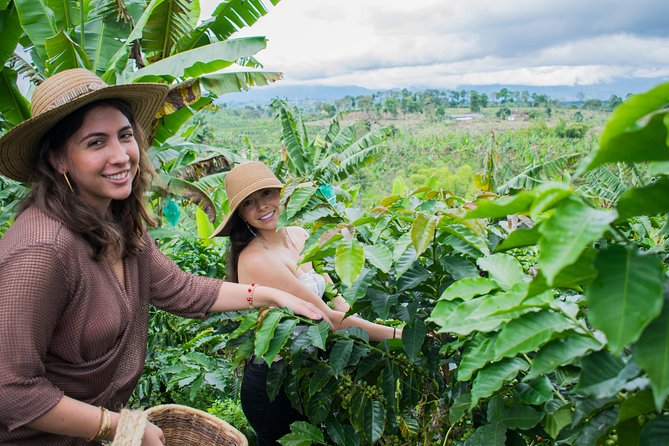 Coffee Tour. - At Finca Lusitania, coffee becomes more than a morning habit