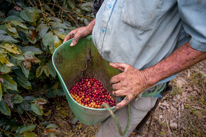 Coffee Tour. - Processing, roasting, and the choices behind flavor