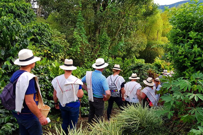 Coffee Tour at the Finca del Café - Seeing processing, roasting, and preparation