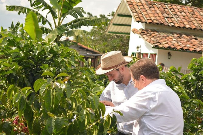 Coffee Tour at the Finca del Café - From germination to the coffee plant
