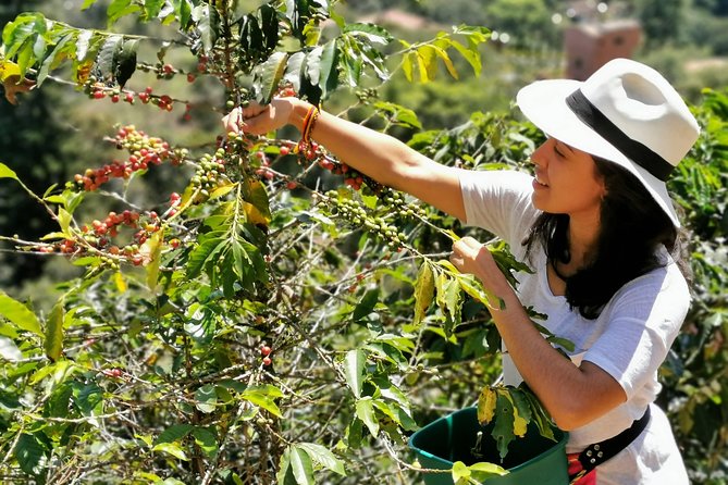 Coffee Tour in the Beautiful Jardin Town: Adventure in the Andes - Why this Medellín day trip feels different