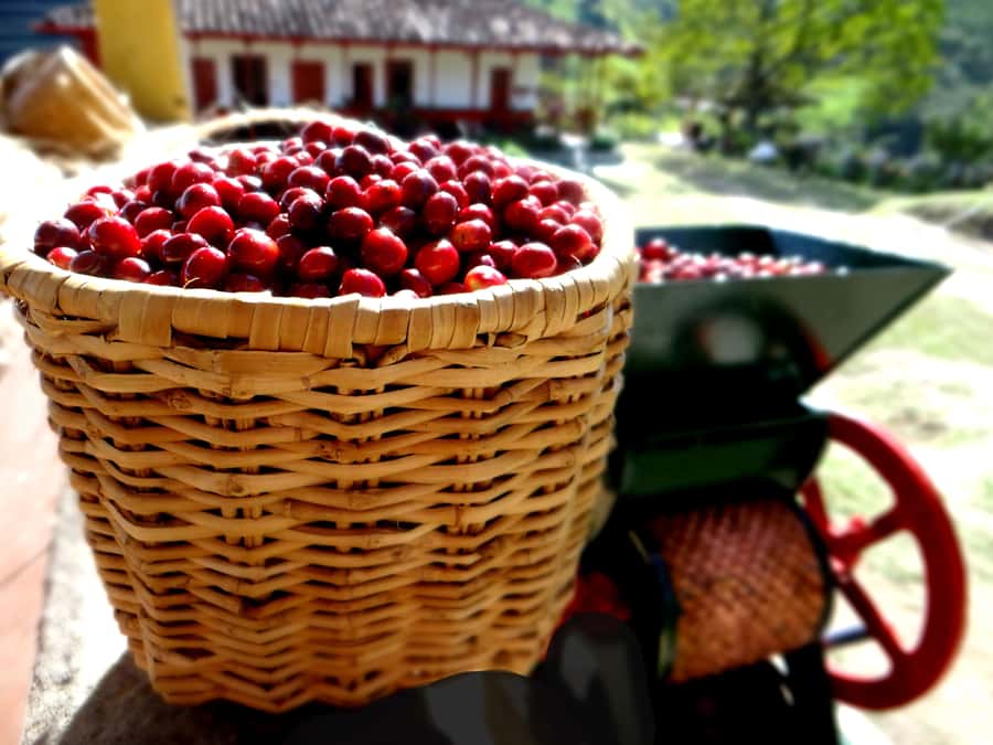 Coffee Tour Salento-Ocaso Farm- English Tour - Composting, Fertilization, and Sustainable Farming