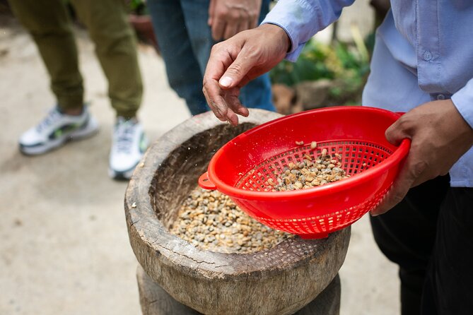Coffee Tour with arrival on horseback and sugar cane processing - Picking coffee berries and following the process
