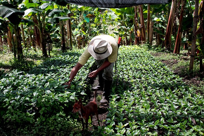 Coffee Tour. - Planting and producing a special coffee