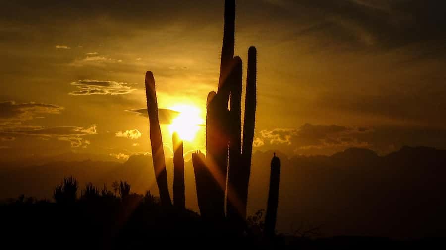 Community and Biodiversity Tour of the Tatacoa Neiva Desert - Cacti, reptiles, and the desert reserve