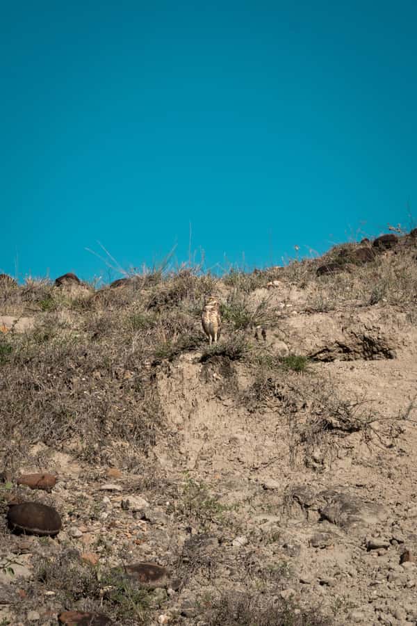 Community tour Biodiversity Latatacoa Desert Villavieja - Turtles and birds along the Magdalena River