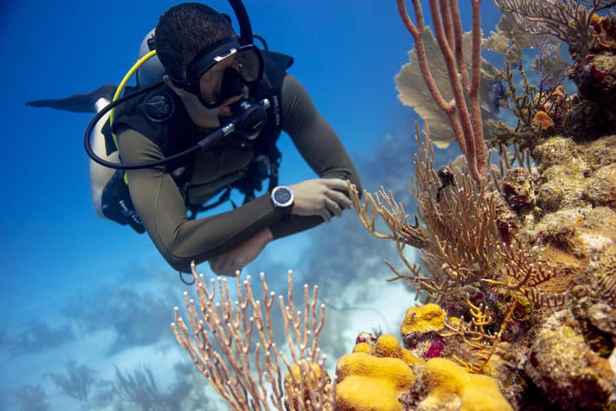 Diving Santa Marta & Tayrona for Certified Divers (2 tanks) - Key points at a glance