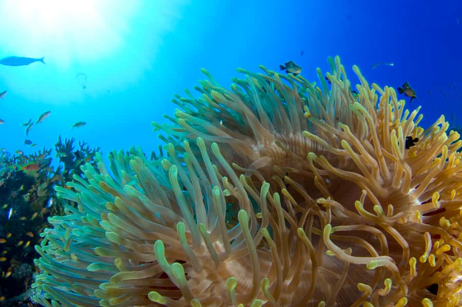 Diving Santa Marta & Tayrona for Certified Divers (2 tanks) - Tayrona’s underwater appeal