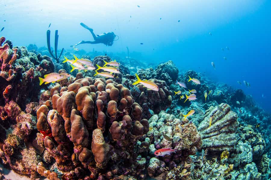 Diving Santa Marta & Tayrona for Certified Divers (2 tanks) - Photos, videos, snacks, and the value of $112