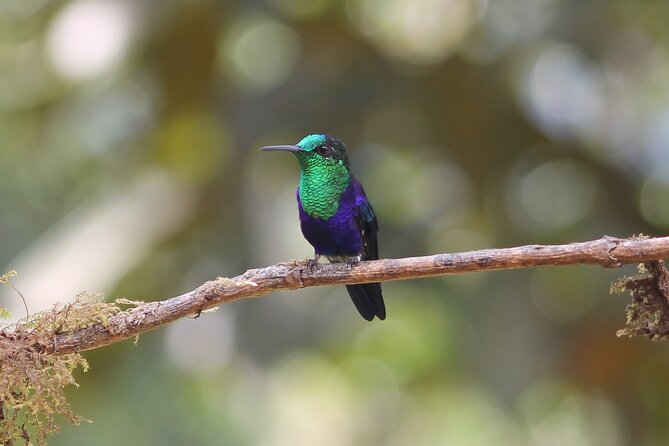 Easy Birdwatching in Cali Colombia (4 Hours) - Key points to know before booking
