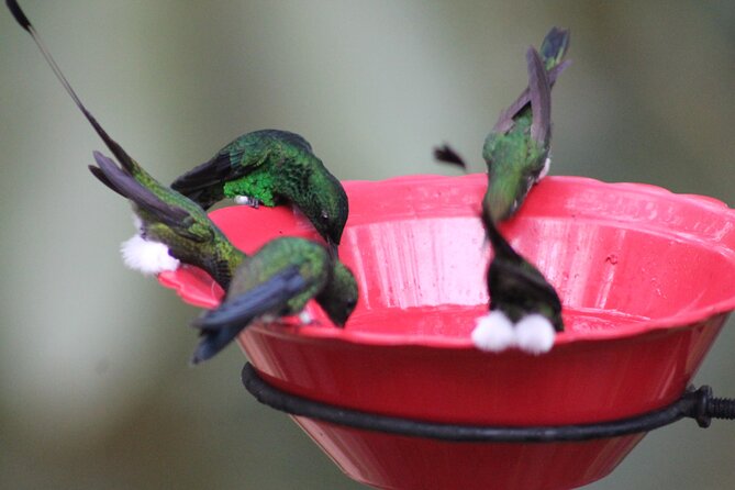 Easy Birdwatching in Cali Colombia (4 Hours) - From Cali to the western Andes