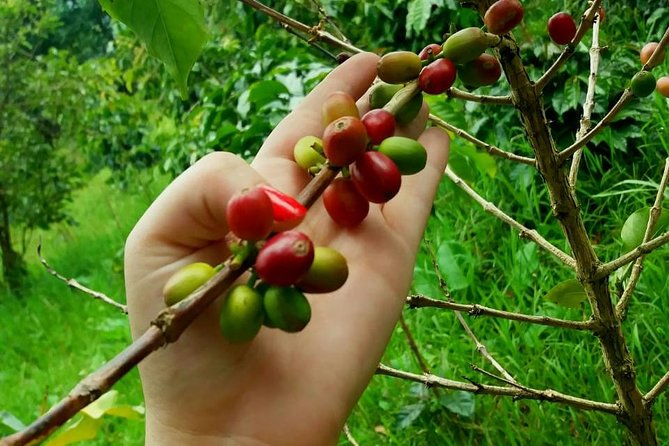 Exclusive Coffee Experience:Tour from Bogotá - Lunch in Sibaté and the extra stops