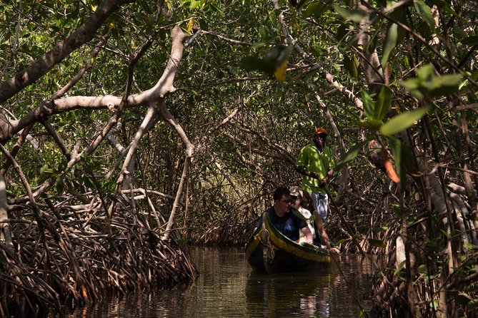 Explore La Boquilla’s Mangrove Tunnels with Local Fishermen - The Ciénaga de Juan Polo and a conservation story