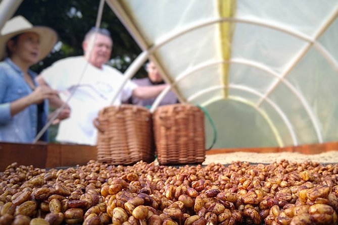 Explore the Coffee Process_From Tree to Cup & Fun by Jeep - Meeting Arvey and Elizabeth on their family farm