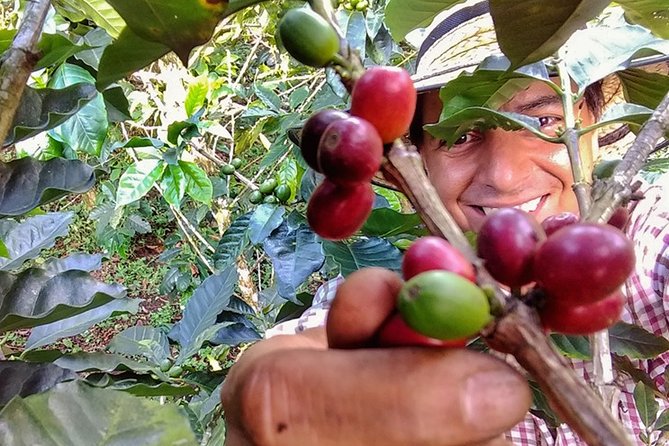 Explore the Coffee Process_From Tree to Cup & Fun by Jeep - Walking through coffee, fruit, and farm life