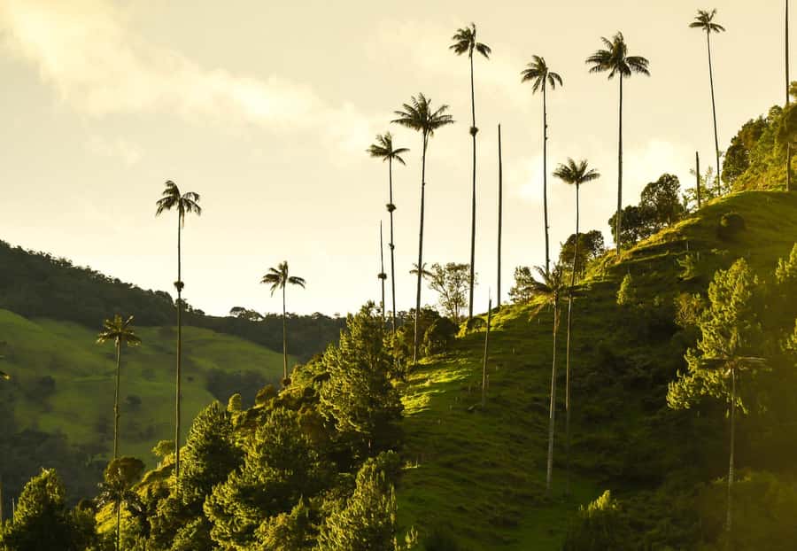 Filandia, Salento and Cocora Valley Private Tour - Key points to know before you book