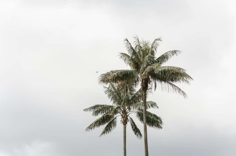Filandia, Salento and Cocora Valley Private Tour - FAQ