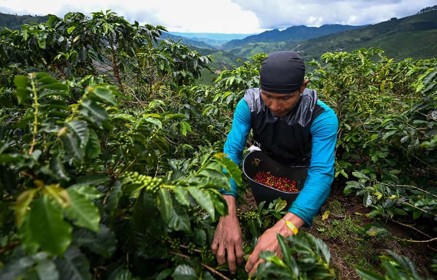 From Bogota: 5 hour guided coffe farm tour - All included - Breakfast begins the farm visit