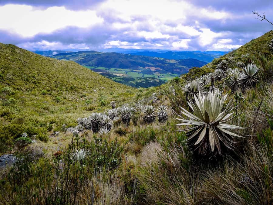 From Bogotá: Chingaza National Park Eco Tour - Key points to know before you book