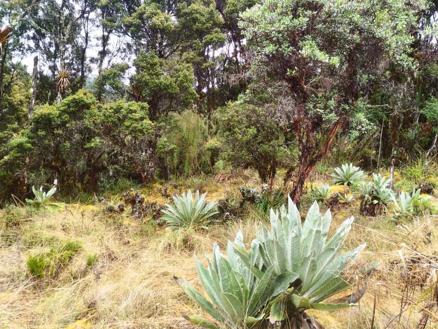From Bogotá: Chingaza National Park Eco Tour - Walking the Rincón del Oso Trail
