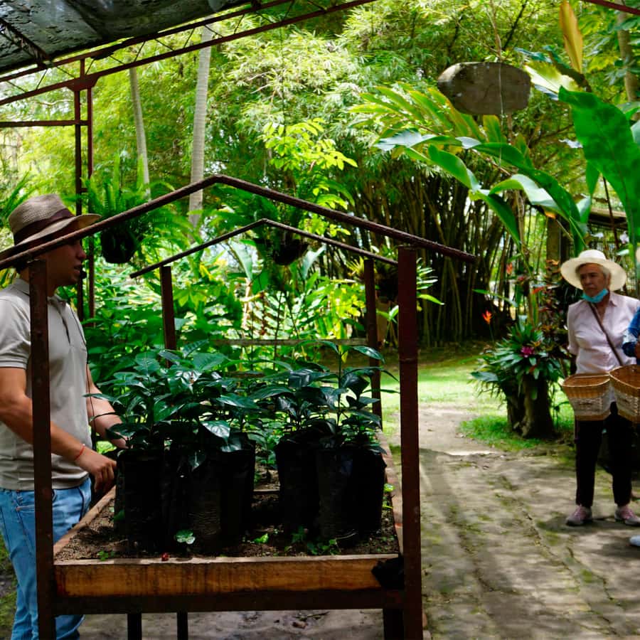 From Bogotá: Coffee Farm and Tequendama Falls Tour - Transport, group size, and physical demands